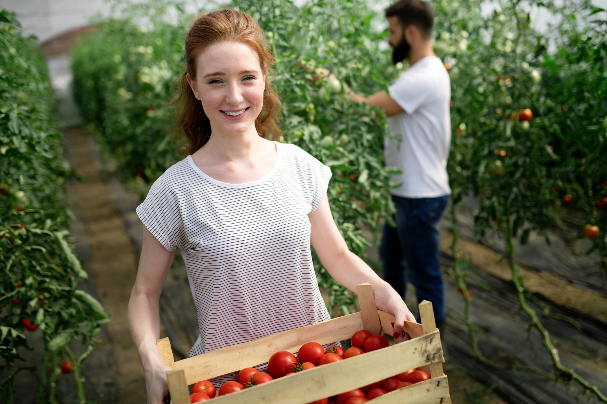 Inicio 5 Young smiling agriculture woman worker working, harvesting tomatoes in greenhouse